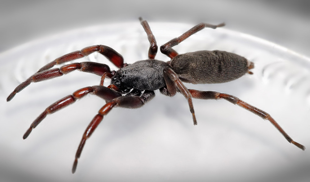 The Truth About White Tailed Spiders